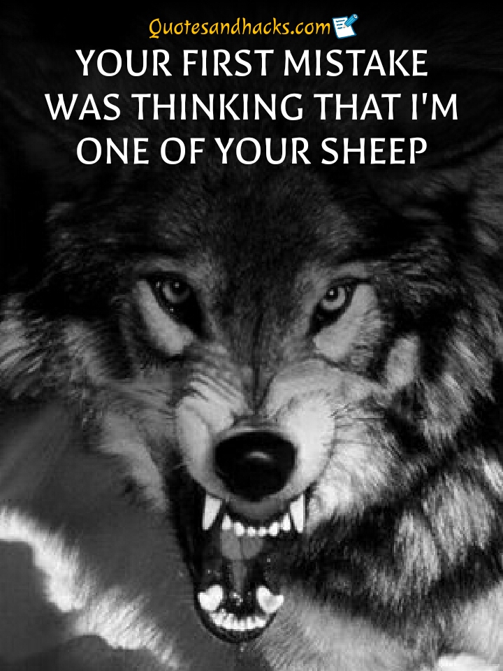 Why lone wolves are the most successful?
